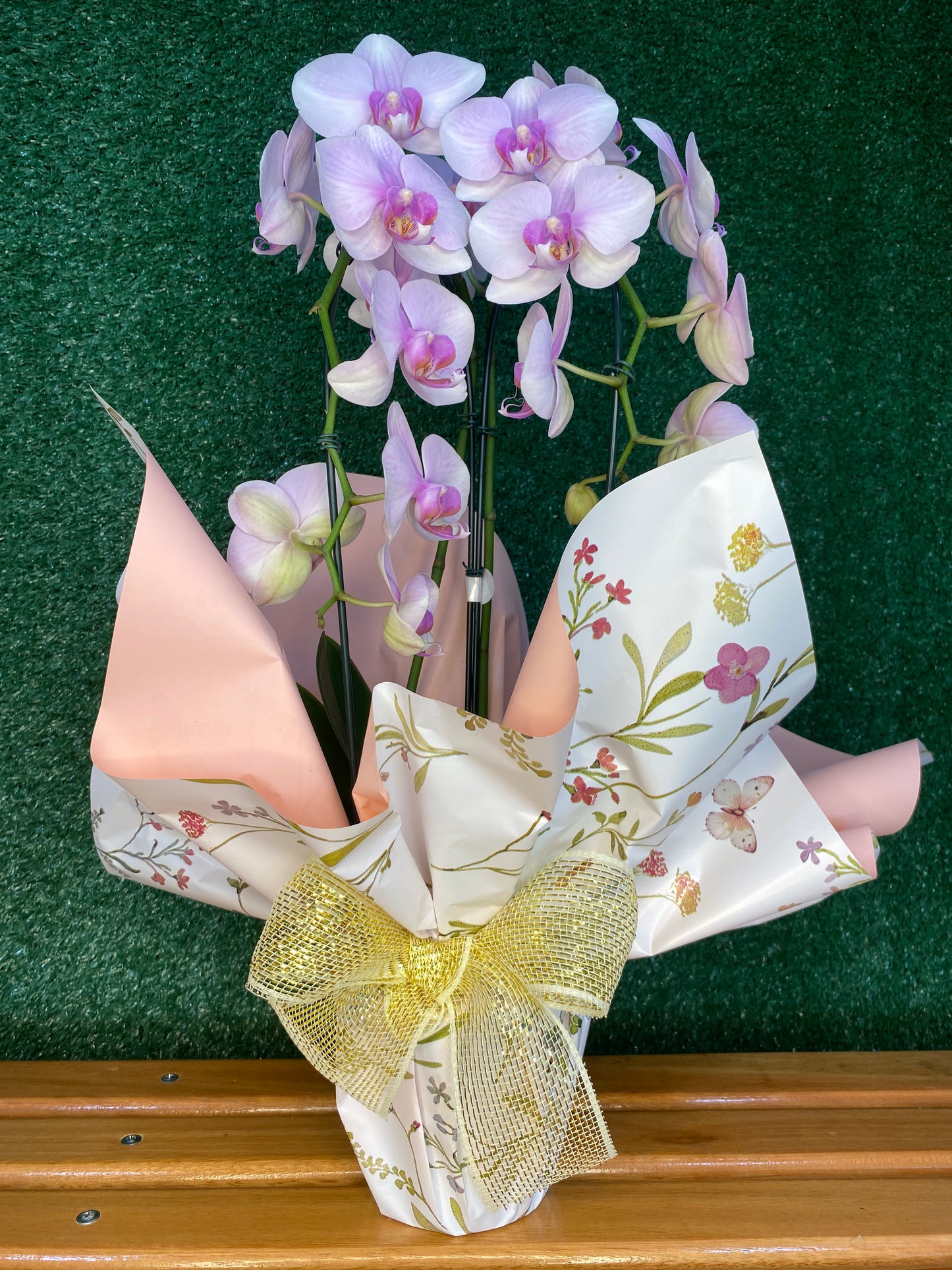 Orquídea Phalaenopsis Presente