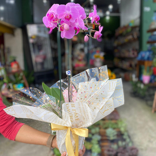 Orquídea Phalaenopsis Presente